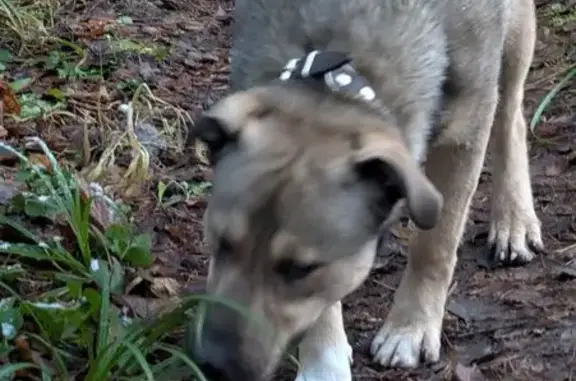 Найдена собака, Московская область, фото: Щенок найден в Истре, Московская область