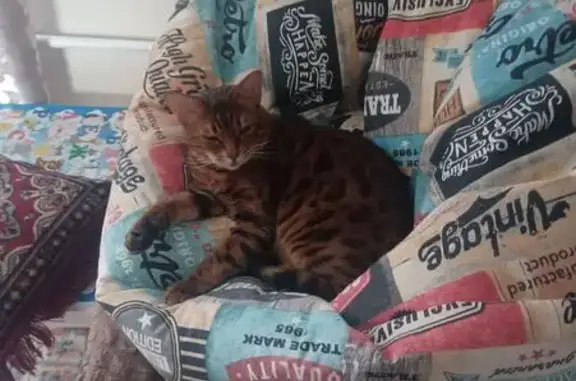 Пропала кошка, Парковая ул, 14, Казань