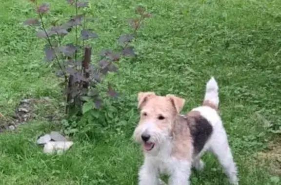 Пропала собака, Немировича-Данченко 131А