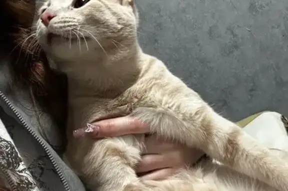 Пропала кошка, 2-я Рабочая, 5, Курск