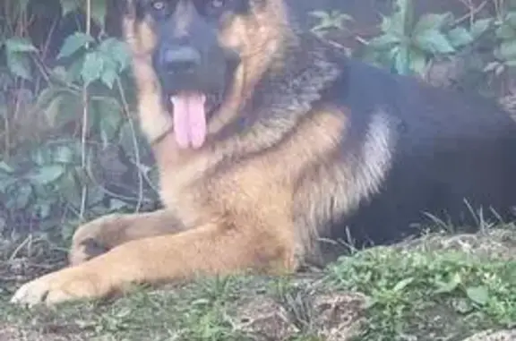 Пропала собака, Чишмы, Башкортостан