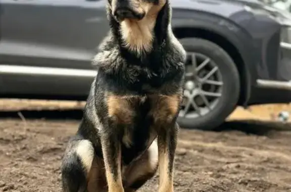 Пропала собака, Трасса Здоровья, Барнаул
