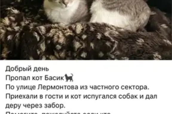 Пропала кошка, ул. Лермонтова 10, Алексин