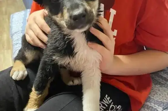 Найдена собака, Челябинск, фото: Найдена собака на ул. 40-летия Победы, 38А