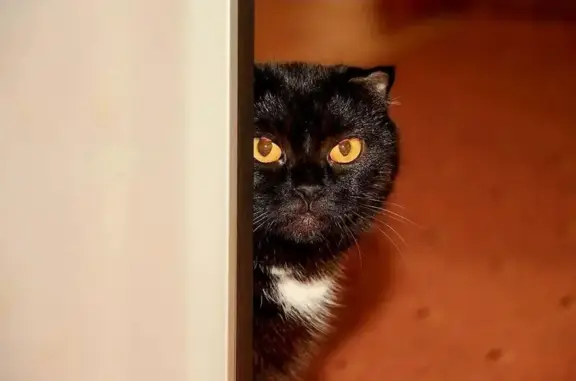 Кошки потеряшки, Астрахань, фото: Потеряшка кошка, Царевская ул., Астрахань