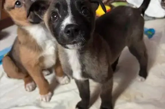 Найдена собака, , фото: Собака ищет дом: Красный Бор, ВК Elena