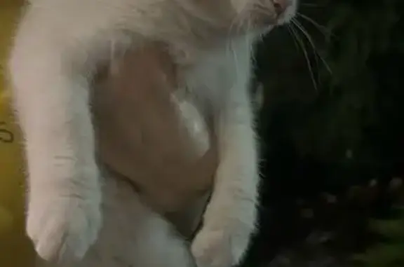 Найдена кошка, Новоначаловский, фото: Красивая кошка найдена на Началовском ш.