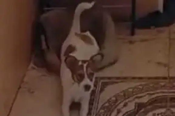 Пропала собака: Октябрьская ул., Солянка