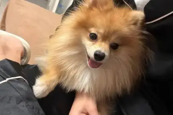 Собаки потеряшки, Москва, фото: Потеряшка шпиц Миша, ул. Кравченко, Москва