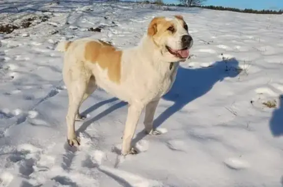 Собаки потеряшки, , фото: Потеряшка собака, Просторная ул., Горки