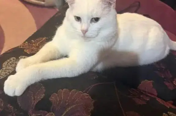 Найдена кошка, Омск, фото: Кошка найдена: Авиагородок 34, Омск