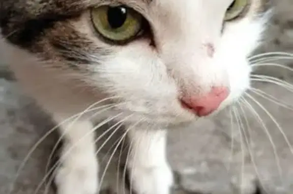 Найдена кошка, Челябинск, фото: Найдена кошка, Захаренко 7, Челябинск