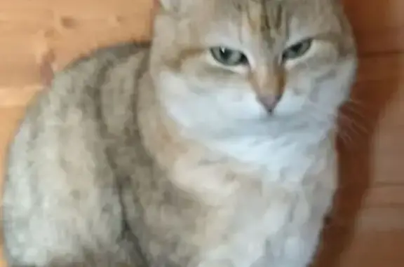 Пропала кошка, Озёрная ул., Токсово