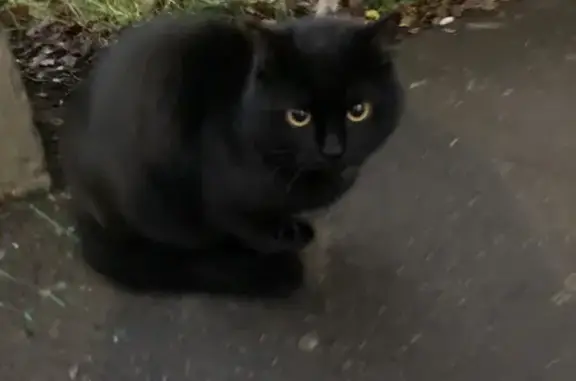 Кошка найдена: ул. Кирова, 17, Красногорск