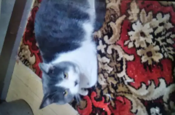 Пропала кошка, Белгород, Тимирязева 8