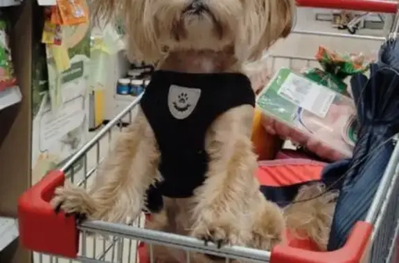 Собаки потеряшки, , фото: Потеряшка собака, бульвар Гусева, Тверь