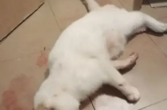 Найдена кошка, Донецк, фото: Найдена кошка, Исаковского 14, Донецк