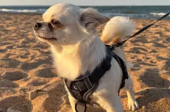 Пропала собака ул.Чкалова, Керчь