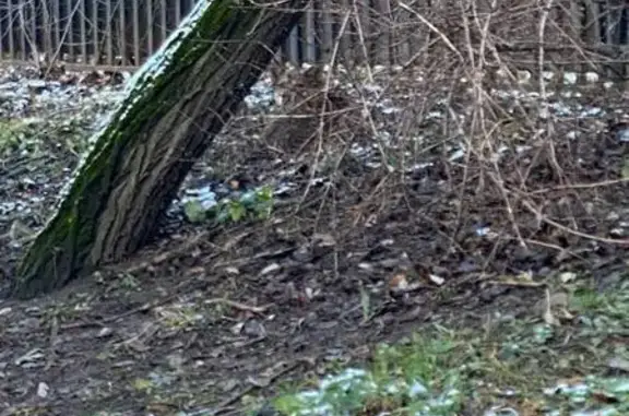 Найдена собака, Москва, фото: Собака у забора, Бибиревская, Москва