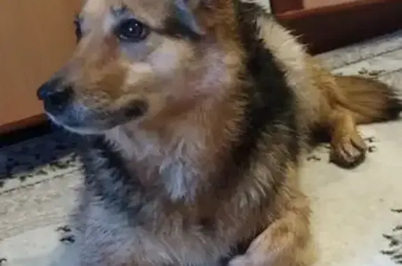 Пропала собака, Первомайская 56, Сарапул