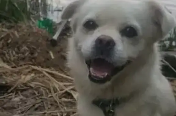 Пропала собака, ул. Матросова 21, Котово