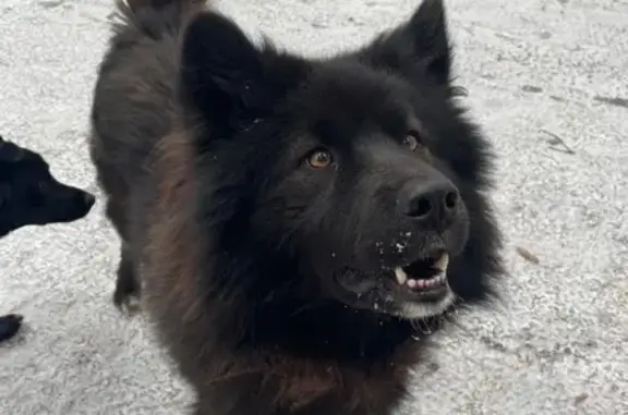 Найдена собака, Барнаул, фото: Собака найдена на ул. Кутузова, 12А