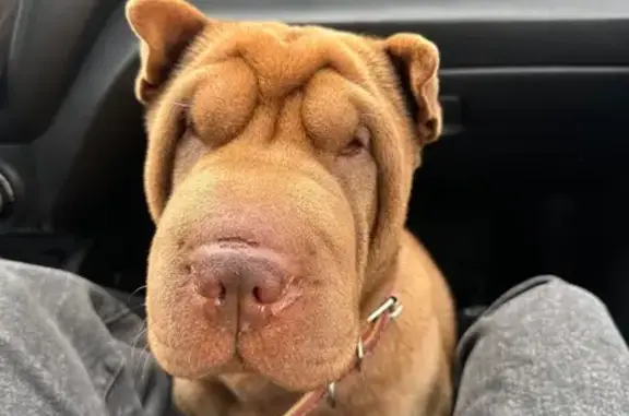 Пропала собака, Ижевск, Удмуртия