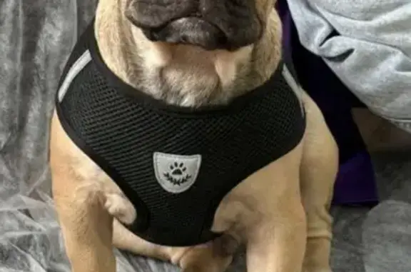 Пропала собака, ул. Гагарина 20А, Симф.