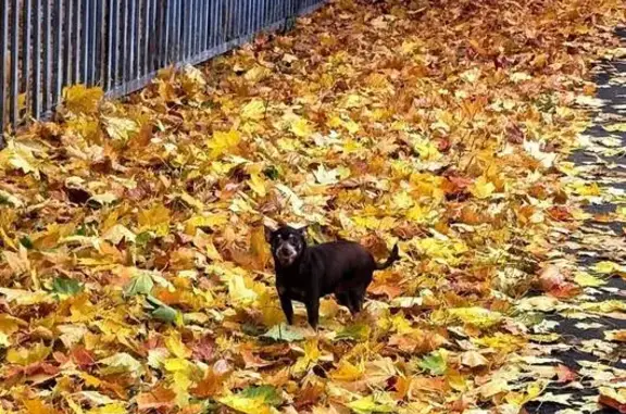 Собаки потеряшки, Москва, фото: Потеряшка собака, Юрловский пр., 19, Москва