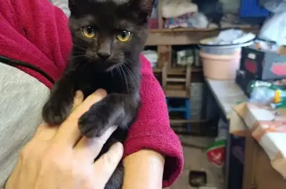 Найдена кошка, Астрахань, фото: Кошка найдена: 7-й Набережный пер., 7, Астрахань