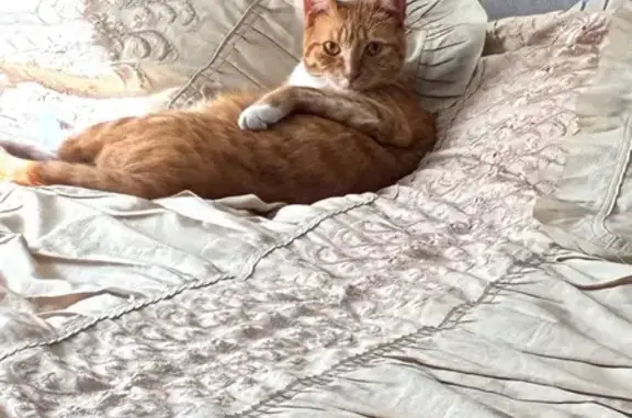 Пропала кошка, Северцова 34, Воронеж