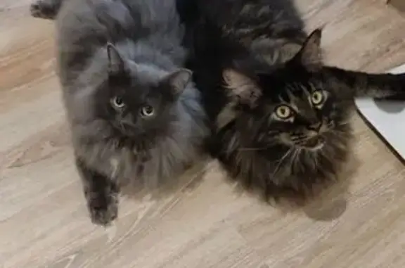 Кошки потеряшки, Екатеринбург, фото: Потеряшка кошка на Бажова, 72, Екатеринбург