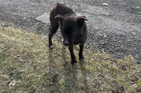 Найдена собака, , фото: Найдена собака, МО, отзовитесь!