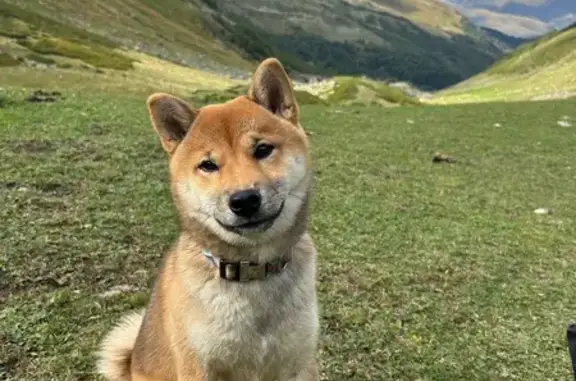 Собаки потеряшки, Ставрополь, фото: Потеряшка сиба-ину, Дзержинского 196, Ставрополь