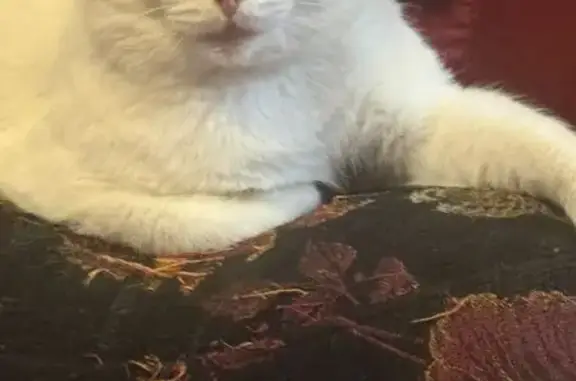 Найдена кошка, Омск, фото: Кошка найдена у магазина, Авиагородок 34