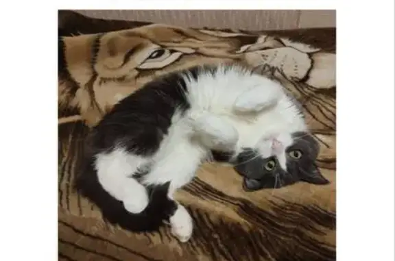 Пропала кошка, Йошкар-Ола, Марий Эл