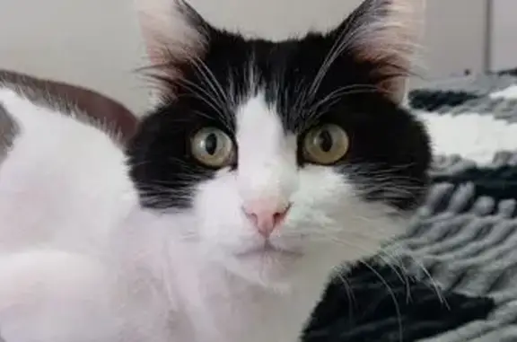 Пропал кот, ул. Гидростроителей, Краснодар