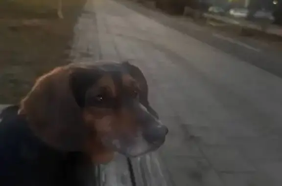 Пропала собака, Ферганская ул., 4, Крск