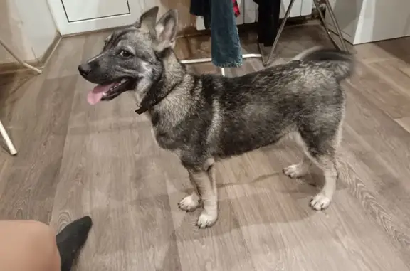 Найдена собака, Уфа, фото: Щенок найден: Архитектурная 10, Уфа