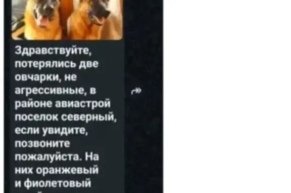 Собаки потеряшки, Казань, фото: Потеряшкаи овчарки, Беломорская, Казань