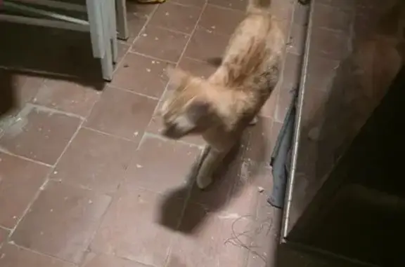 Найдена кошка, Москва, фото: Котёнок найден в подъезде на Ясном проезде