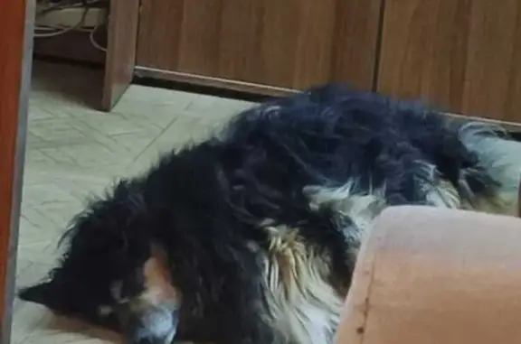 Собаки потеряшки, , фото: Потеряшка собака в районе д. Чемрово