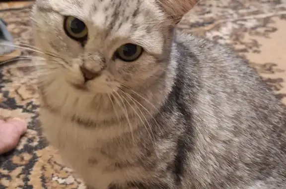 Найдена кошка, Камышин, фото: Найдена кошка, ул. Пушкина 3, Камышин