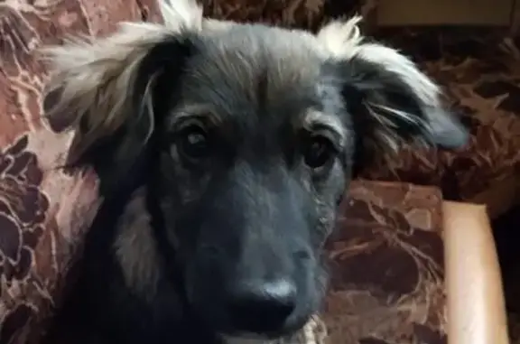 Собаки потеряшки, Сольцы, фото: Потеряшка собака, пер. Гоголя 2, Сольцы