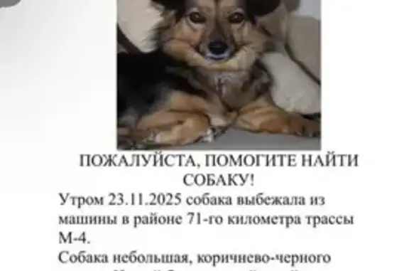 Пропала собака в Привалово, МО