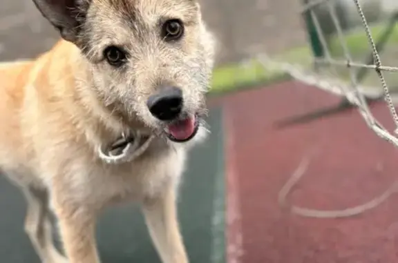 Найдена собака, ул. Оганова 20/1, Ростов-на-Дону