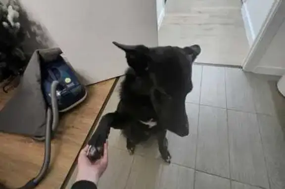 Пропала собака у шоссе Энтузиастов, 72