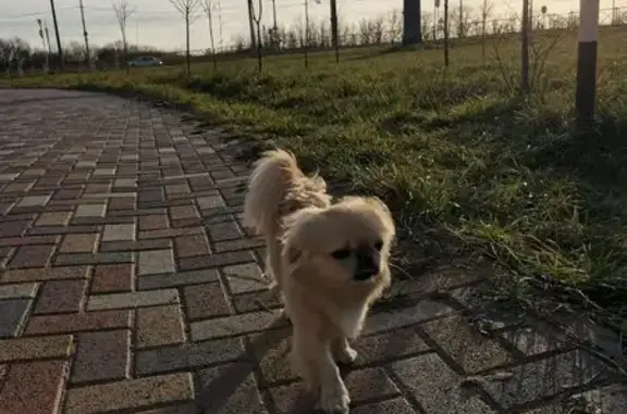 Найдена собака, Ставропольский край, фото: Собака найдена у ЖК Основа, Ставрополь