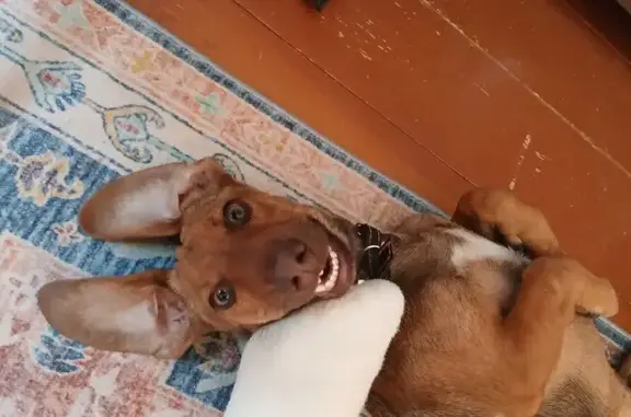 Собаки потеряшки, Максимково, фото: Потеряшка собака, А-108, 11, Максимково