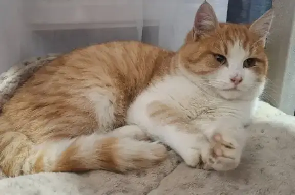 Найдена кошка, Мурино, фото: Кошка найдена: Лаврики, 64 к2, Мурино